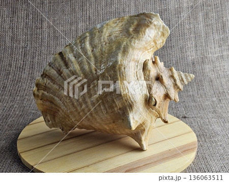 A close-up of a Strombus gigas sea snail shell on a wooden stand against a burlap background. A close-up of the beautiful texture of a sea snail shell.King sea snail from the Caribbean. A close-up of a Strombus gigas sea snail shell on a wooden stand against a burlap background. A close-up of the beautiful texture of a sea snail shell.King sea snail from the Caribbean. 136063511