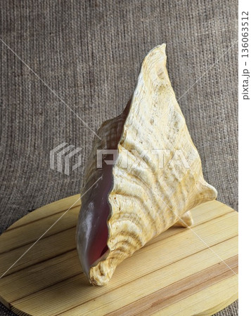A close-up of a Strombus gigas sea snail shell on a wooden stand against a burlap background. A close-up of the beautiful texture of a sea snail shell. A king sea snail from Caribbean. 136063512