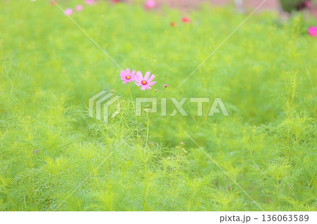 可愛い　コスモスの花 136063589
