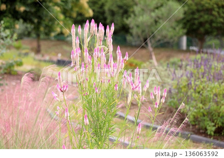 可愛い　ノゲイトウの花 136063592
