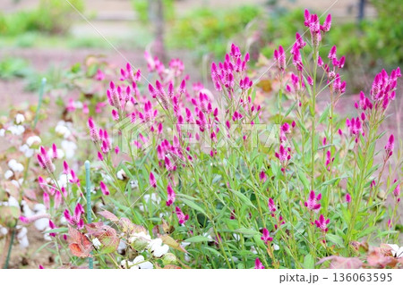可愛い　ノゲイトウの花 136063595