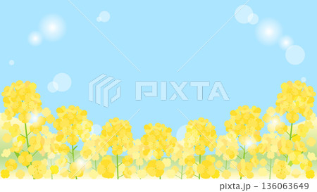 青空と日差しと菜の花畑を組み合わせた背景のイラスト　16：9バージョン 136063649