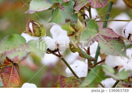 爽やか　コットンの実 136063789