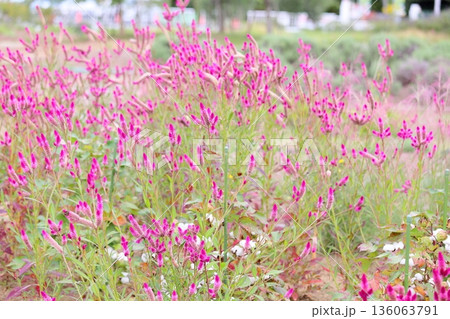 可愛い　ノゲイトウの花 136063791