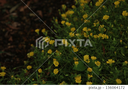 黄色いコスモス 1 136064172