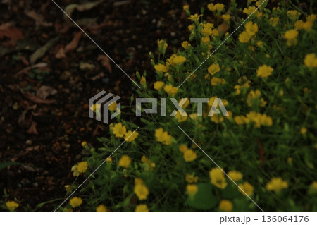 メカルドニア イエロージュエル 3 136064176