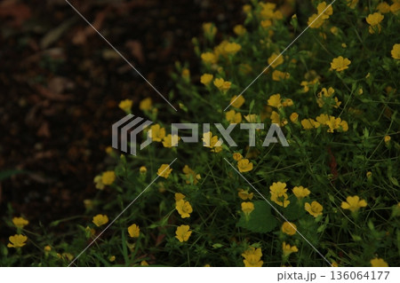 メカルドニア イエロージュエル 4 136064177