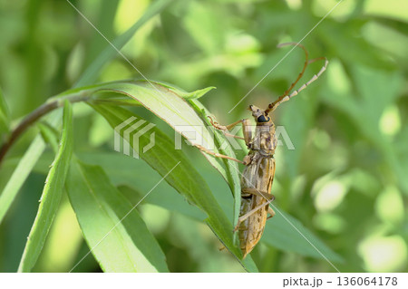 キマダラミヤマカミキリ 136064178