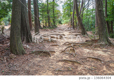 天王山樹林風景　京都府乙訓郡大山崎町 136064304