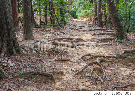 天王山樹林風景 京都府乙訓郡大山崎町 天王山樹林風景 京都府乙訓郡大山崎町 136064305