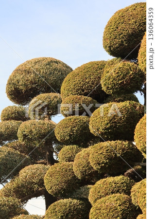 綺麗に整枝された庭木 136064359
