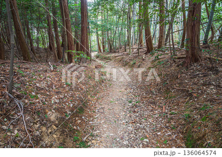 天王山樹林風景　京都府乙訓郡大山崎町 136064574