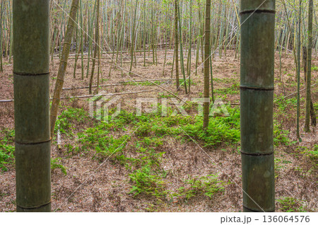 天王山の竹林 京都府乙訓郡大山崎町 天王山の竹林 京都府乙訓郡大山崎町 136064576