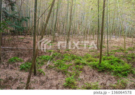 天王山の竹林　京都府乙訓郡大山崎町 136064578