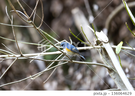 ルリビタキ 136064629