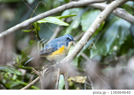 ルリビタキ ルリビタキ 136064640
