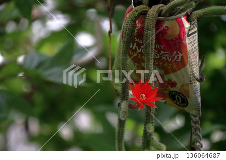 クレイストカクタスウィンテリ深紅の花猫のしっぽサボテン観葉植物希少サボテンヒモサボテンヒルデウィンテ 136064687