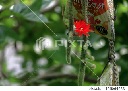 クレイストカクタスウィンテリ深紅の花猫のしっぽサボテン観葉植物希少サボテンヒモサボテンヒルデウィンテ クレイストカクタスウィンテリ深紅の花猫のしっぽサボテン観葉植物希少サボテンヒモサボテンヒルデウィンテ 136064688