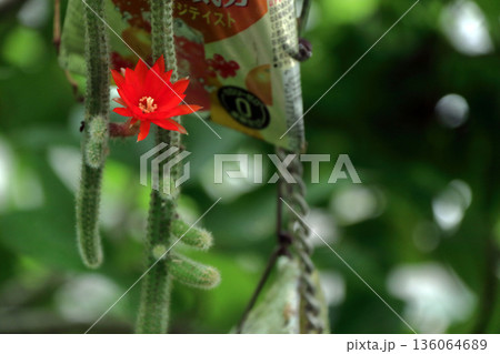 クレイストカクタスウィンテリ深紅の花猫のしっぽサボテン観葉植物希少サボテンヒモサボテンヒルデウィンテ クレイストカクタスウィンテリ深紅の花猫のしっぽサボテン観葉植物希少サボテンヒモサボテンヒルデウィンテ 136064689