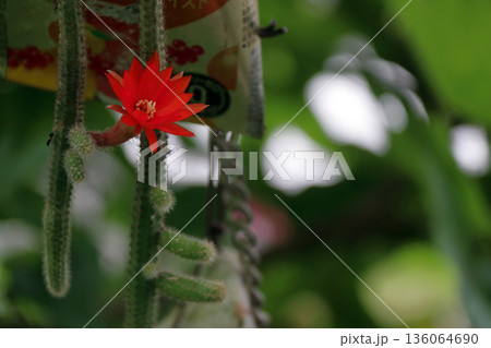 クレイストカクタスウィンテリ深紅の花猫のしっぽサボテン観葉植物希少サボテンヒモサボテンヒルデウィンテ クレイストカクタスウィンテリ深紅の花猫のしっぽサボテン観葉植物希少サボテンヒモサボテンヒルデウィンテ 136064690