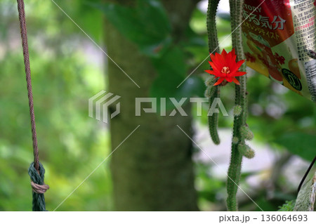 クレイストカクタスウィンテリ深紅の花猫のしっぽサボテン観葉植物希少サボテンヒモサボテンヒルデウィンテ 136064693