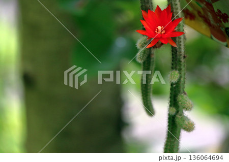 クレイストカクタスウィンテリ深紅の花猫のしっぽサボテン観葉植物希少サボテンヒモサボテンヒルデウィンテ クレイストカクタスウィンテリ深紅の花猫のしっぽサボテン観葉植物希少サボテンヒモサボテンヒルデウィンテ 136064694