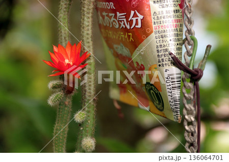 クレイストカクタスウィンテリ深紅の花猫のしっぽサボテン観葉植物希少サボテンヒモサボテンヒルデウィンテ クレイストカクタスウィンテリ深紅の花猫のしっぽサボテン観葉植物希少サボテンヒモサボテンヒルデウィンテ 136064701