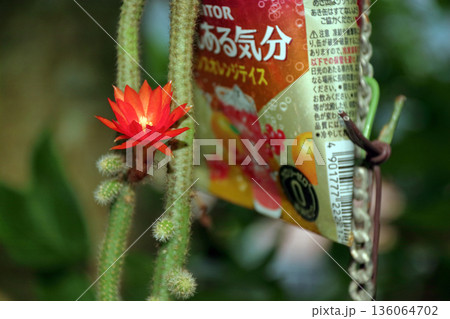 クレイストカクタスウィンテリ深紅の花猫のしっぽサボテン観葉植物希少サボテンヒモサボテンヒルデウィンテ クレイストカクタスウィンテリ深紅の花猫のしっぽサボテン観葉植物希少サボテンヒモサボテンヒルデウィンテ 136064702