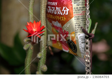 クレイストカクタスウィンテリ深紅の花猫のしっぽサボテン観葉植物希少サボテンヒモサボテンヒルデウィンテ クレイストカクタスウィンテリ深紅の花猫のしっぽサボテン観葉植物希少サボテンヒモサボテンヒルデウィンテ 136064703