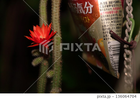 クレイストカクタスウィンテリ深紅の花猫のしっぽサボテン観葉植物希少サボテンヒモサボテンヒルデウィンテ クレイストカクタスウィンテリ深紅の花猫のしっぽサボテン観葉植物希少サボテンヒモサボテンヒルデウィンテ 136064704