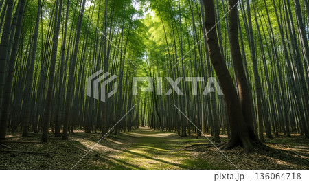 竹林 京都 日本の風景 竹林 京都 日本の風景 136064718