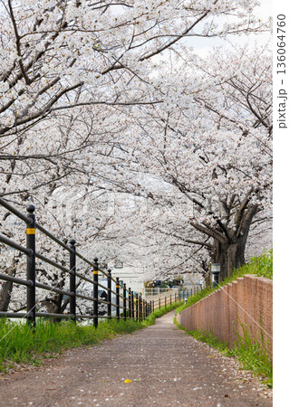 枚方市駅近くの天野川沿いの桜(大阪府) 枚方市駅近くの天野川沿いの桜(大阪府) 136064760