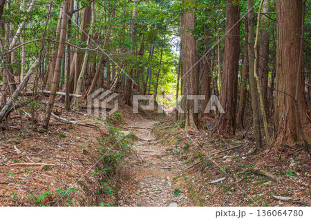 天王山樹林風景　京都府乙訓郡大山崎町 136064780