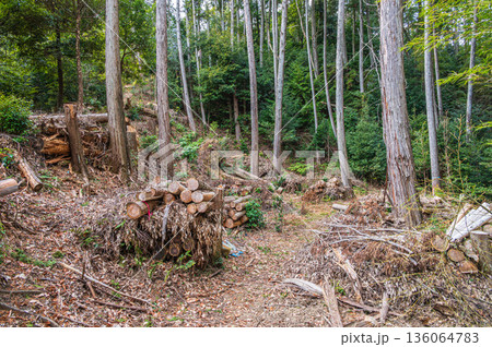 天王山樹林風景　京都府乙訓郡大山崎町 136064783