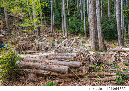 天王山樹林風景　京都府乙訓郡大山崎町 136064785