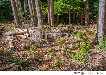 天王山樹林風景　京都府乙訓郡大山崎町 136064787