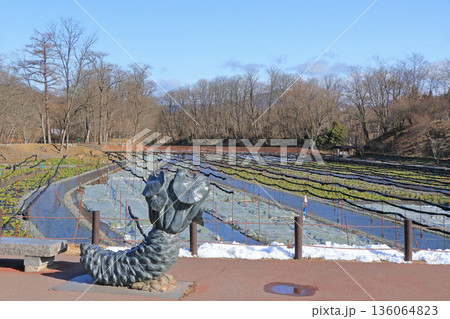 安曇野　冬の大王わさび農場 136064823