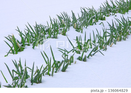 雪のネギ畑 雪のネギ畑 136064829