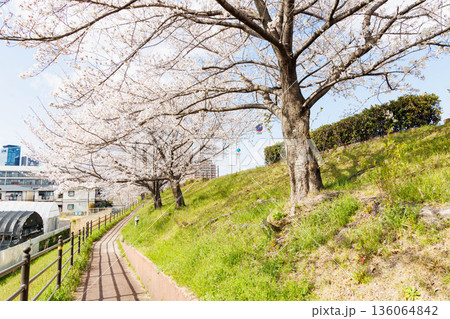 枚方市駅近くの天野川沿いの桜(大阪府) 枚方市駅近くの天野川沿いの桜(大阪府) 136064842