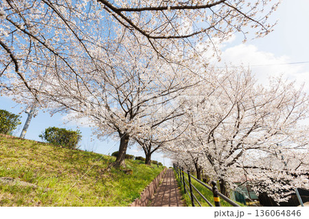 枚方市駅近くの天野川沿いの桜（大阪府） 136064846