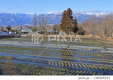 安曇野 冬の大王わさび農場 安曇野 冬の大王わさび農場 136064855