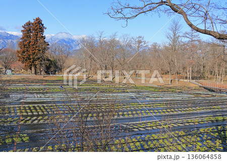 安曇野　冬の大王わさび農場 136064858