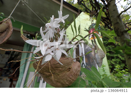 セッコクラン植物岩木根ヤシの実 136064911