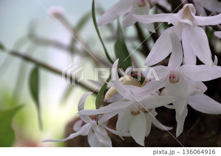 セッコクラン植物岩木根ヤシの実 セッコクラン植物岩木根ヤシの実 136064916