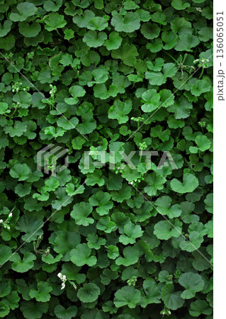 植物の壁にクローズアップした背景素材用写真 136065051