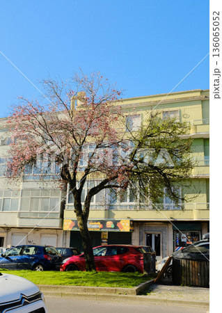 Blooming street trees with pink blossoms in front of residential buildings along sunny avenue parked cars and sidewalk in European city 136065052