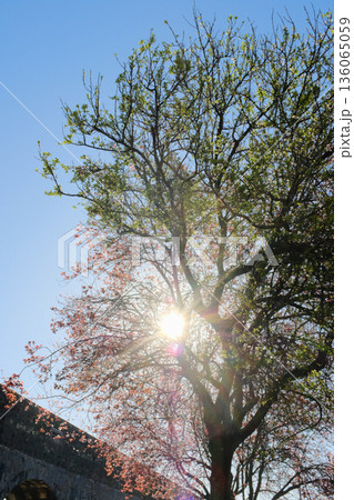 Blooming street trees with pink blossoms in front of residential buildings along sunny avenue parked cars and sidewalk in European city Blooming street trees with pink blossoms in front of residential buildings along sunny avenue parked cars and sidewalk in European city 136065059
