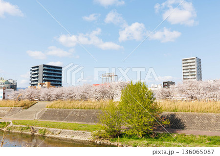 枚方市駅近くの天野川堤防沿いの桜（大阪府） 136065087