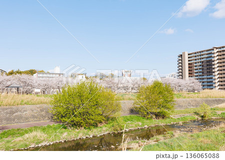枚方市駅近くの天野川堤防沿いの桜(大阪府) 枚方市駅近くの天野川堤防沿いの桜(大阪府) 136065088