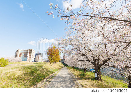 枚方市駅近くの天野川堤防沿いの桜(大阪府) 枚方市駅近くの天野川堤防沿いの桜(大阪府) 136065091
